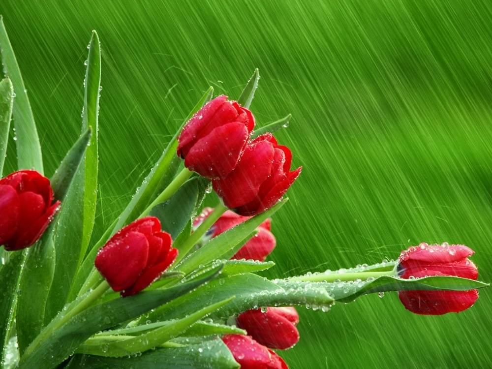 ภาพดอกไม้สวยๆ HD-3D-Wallpapers-Backgrounds (Flower)ภาพพื้นหลัง พักหน้าจอ No.3