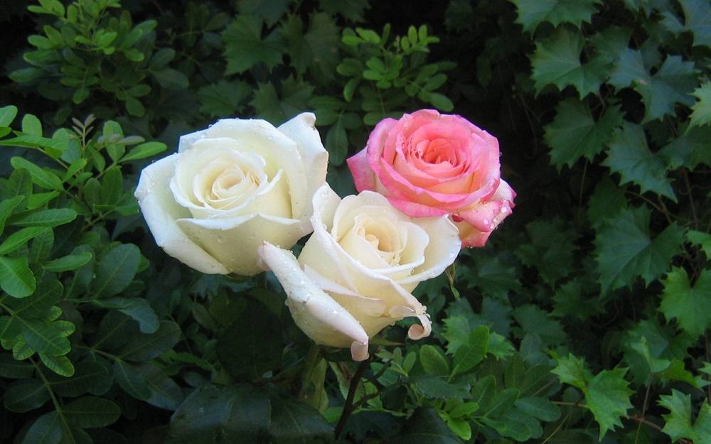 ภาพดอกไม้สวยๆ HD-3D-Wallpapers-Backgrounds (Flower)ภาพพื้นหลัง พักหน้าจอ No.3