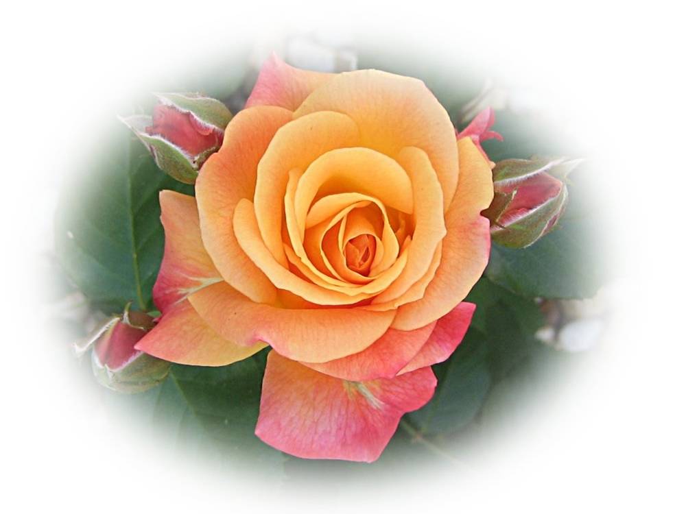 ภาพดอกไม้สวยๆ HD-3D-Wallpapers-Backgrounds (Flower)ภาพพื้นหลัง พักหน้าจอ No.3
