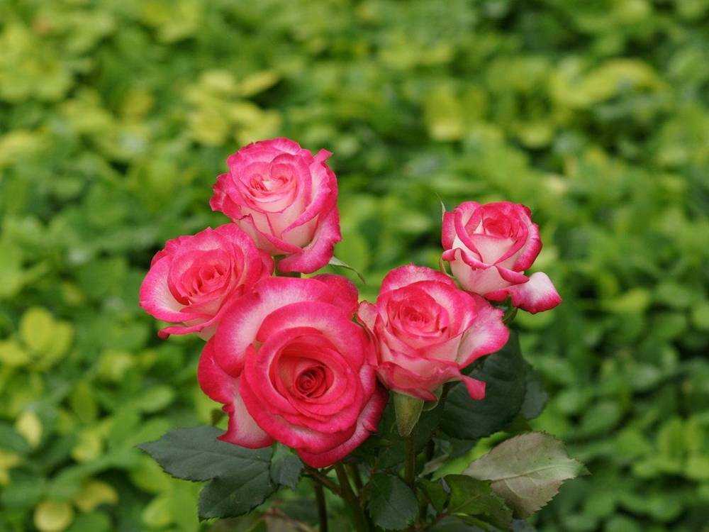 ภาพดอกไม้สวยๆ HD-3D-Wallpapers-Backgrounds (Flower)ภาพพื้นหลัง พักหน้าจอ No.3