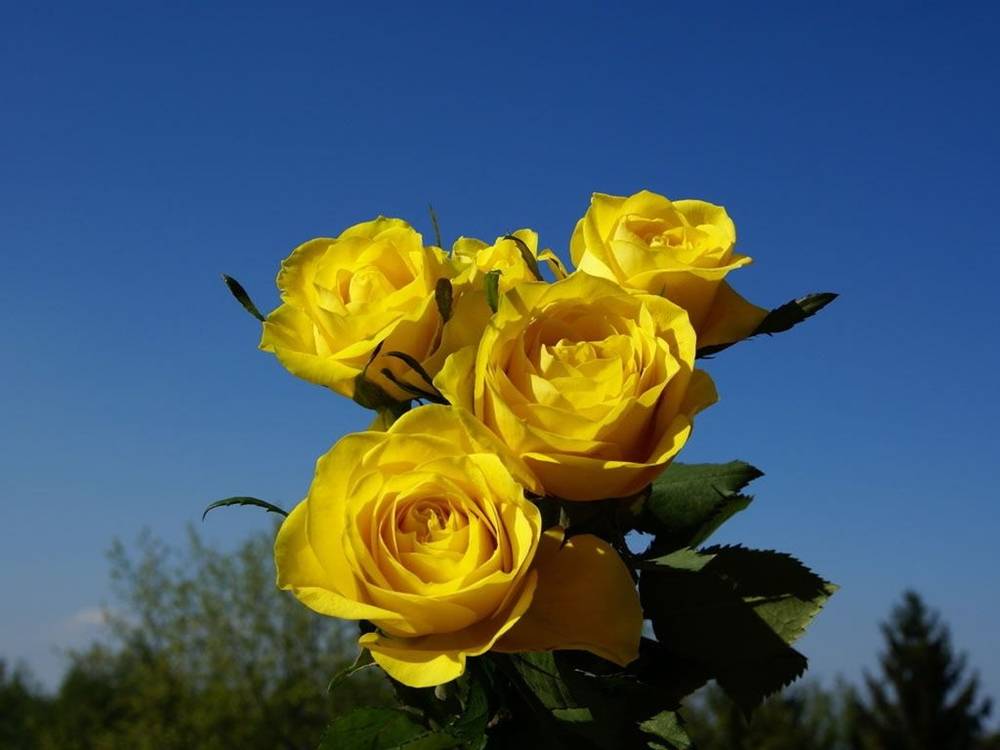 ภาพดอกไม้สวยๆ HD-3D-Wallpapers-Backgrounds (Flower)ภาพพื้นหลัง พักหน้าจอ No.3