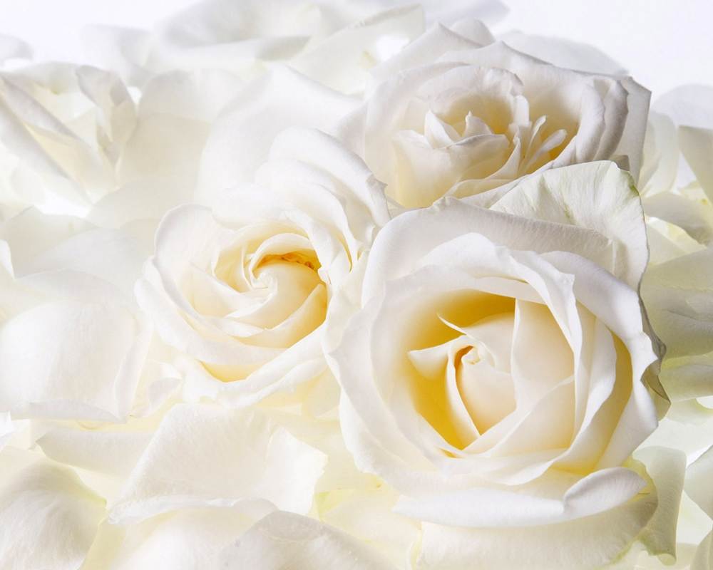 ภาพดอกไม้สวยๆ HD-3D-Wallpapers-Backgrounds (Flower)ภาพพื้นหลัง พักหน้าจอ No.3