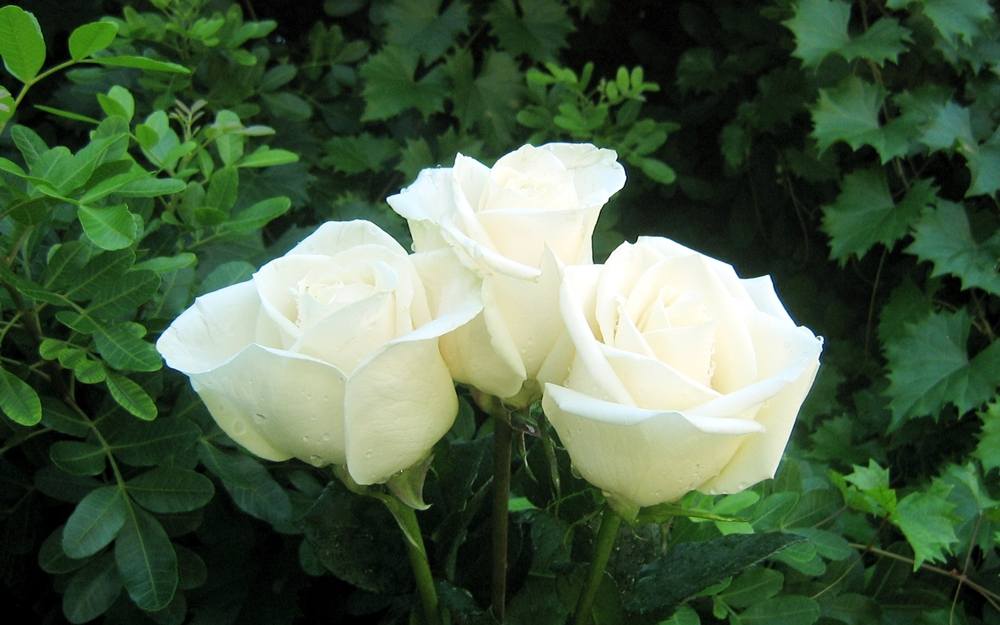 ภาพดอกไม้สวยๆ HD-3D-Wallpapers-Backgrounds (Flower)ภาพพื้นหลัง พักหน้าจอ No.3