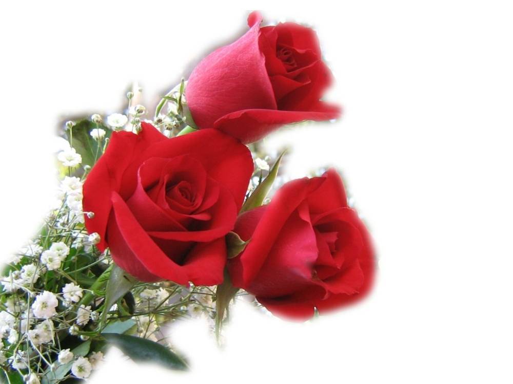 ภาพดอกไม้สวยๆ HD-3D-Wallpapers-Backgrounds (Flower)ภาพพื้นหลัง พักหน้าจอ No.4