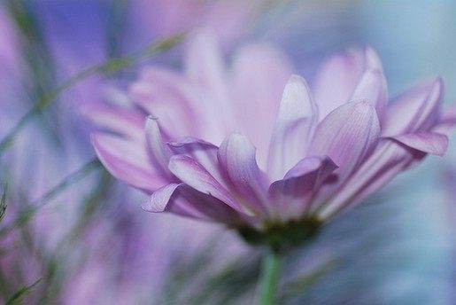 ภาพดอกไม้สวยๆ HD-3D-Wallpapers-Backgrounds (Flower)ภาพพื้นหลัง พักหน้าจอ No.4