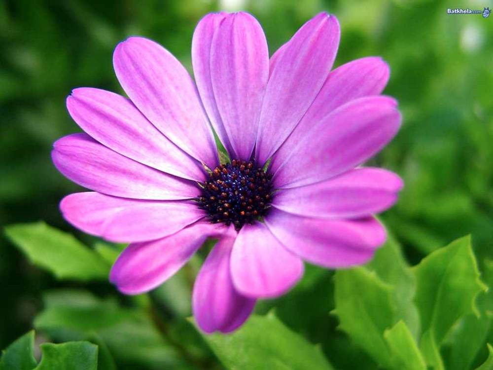 ภาพดอกไม้สวยๆ HD-3D-Wallpapers-Backgrounds (Flower)ภาพพื้นหลัง พักหน้าจอ No.4