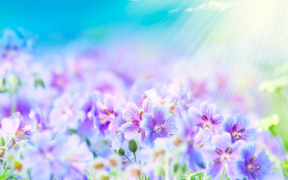 ภาพดอกไม้สวยๆ HD-3D-Wallpapers-Backgrounds (Flower)ภาพพื้นหลัง พักหน้าจอ No.4