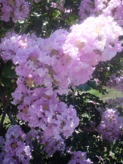 ภาพดอกไม้สวยๆ HD-3D-Wallpapers-Backgrounds (Flower)ภาพพื้นหลัง พักหน้าจอ No.4