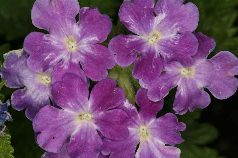 ภาพดอกไม้สวยๆ HD-3D-Wallpapers-Backgrounds (Flower)ภาพพื้นหลัง พักหน้าจอ No.4