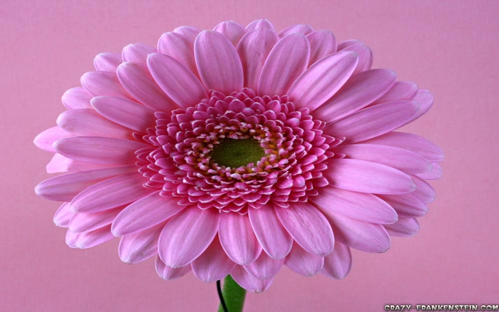 ภาพดอกไม้สวยๆ HD-3D-Wallpapers-Backgrounds (Flower)ภาพพื้นหลัง พักหน้าจอ No.4