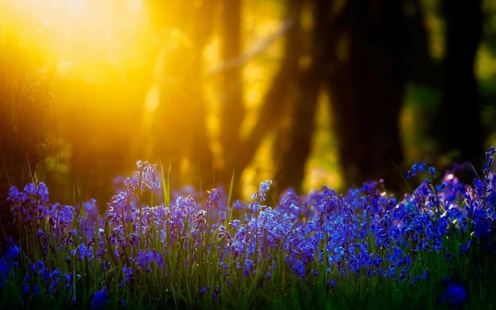 ภาพดอกไม้สวยๆ HD-3D-Wallpapers-Backgrounds (Flower)ภาพพื้นหลัง พักหน้าจอ No.4
