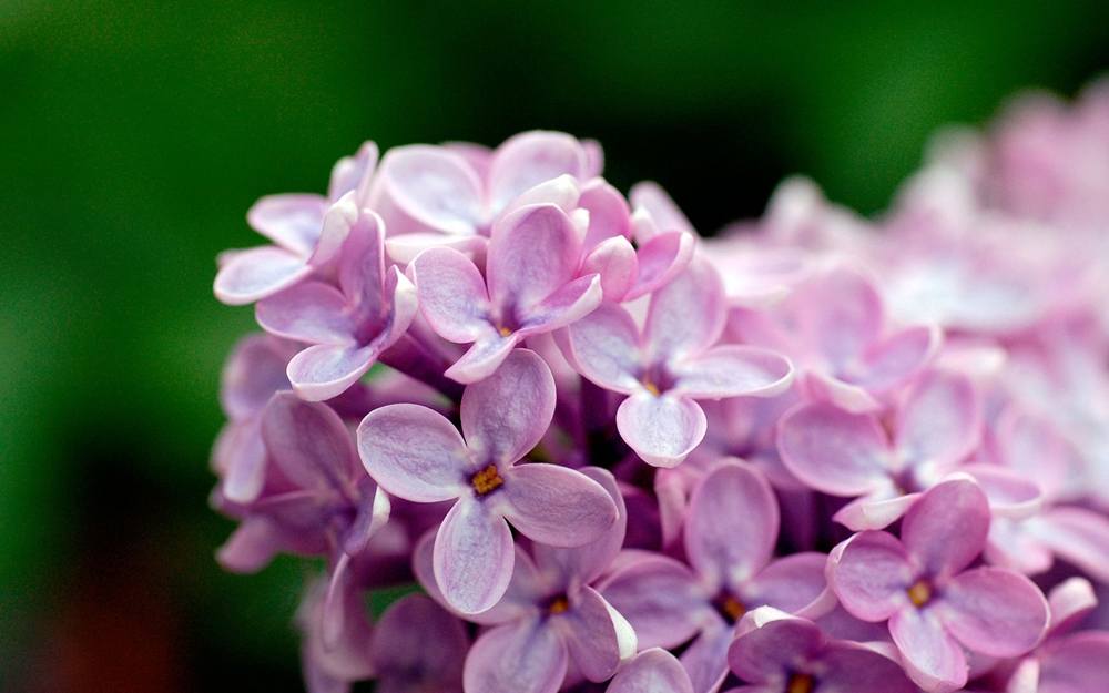 ภาพดอกไม้สวยๆ HD-3D-Wallpapers-Backgrounds (Flower)ภาพพื้นหลัง พักหน้าจอ No.4