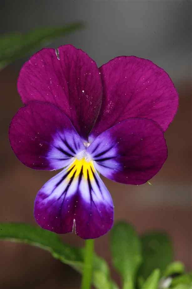 ภาพดอกไม้สวยๆ HD-3D-Wallpapers-Backgrounds (Flower)ภาพพื้นหลัง พักหน้าจอ No.4