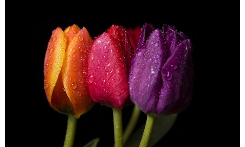 ภาพดอกไม้สวยๆ HD-3D-Wallpapers-Backgrounds (Flower)ภาพพื้นหลัง พักหน้าจอ No.4