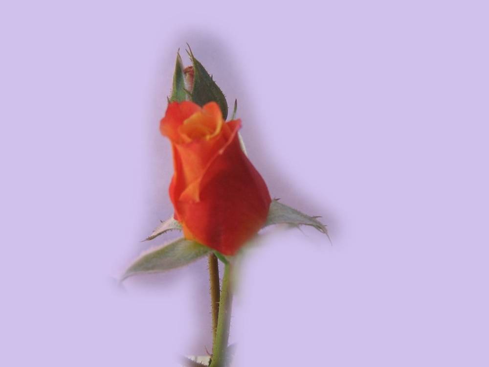ภาพดอกไม้สวยๆ HD-3D-Wallpapers-Backgrounds (Flower)ภาพพื้นหลัง พักหน้าจอ No.4