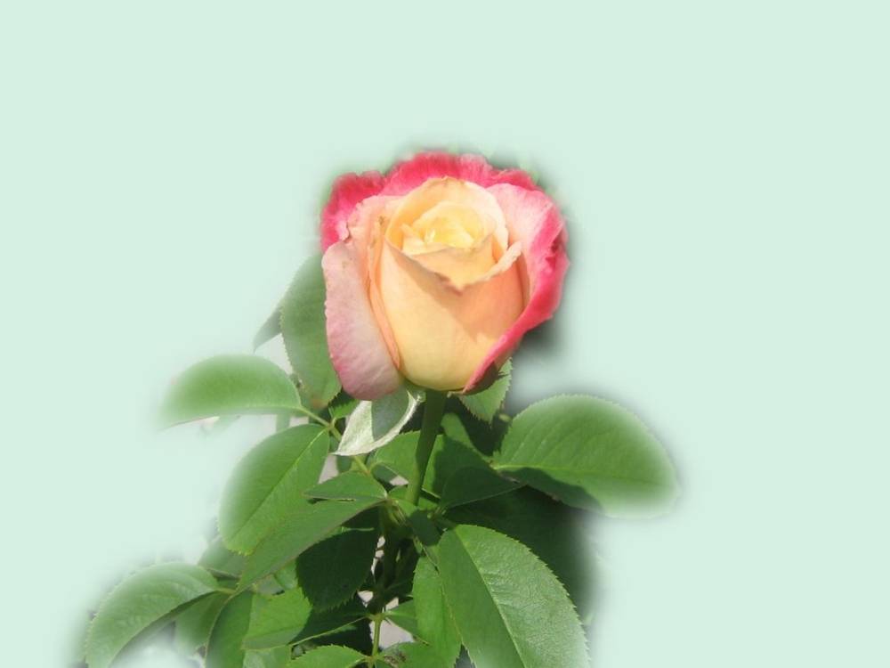 ภาพดอกไม้สวยๆ HD-3D-Wallpapers-Backgrounds (Flower)ภาพพื้นหลัง พักหน้าจอ No.4