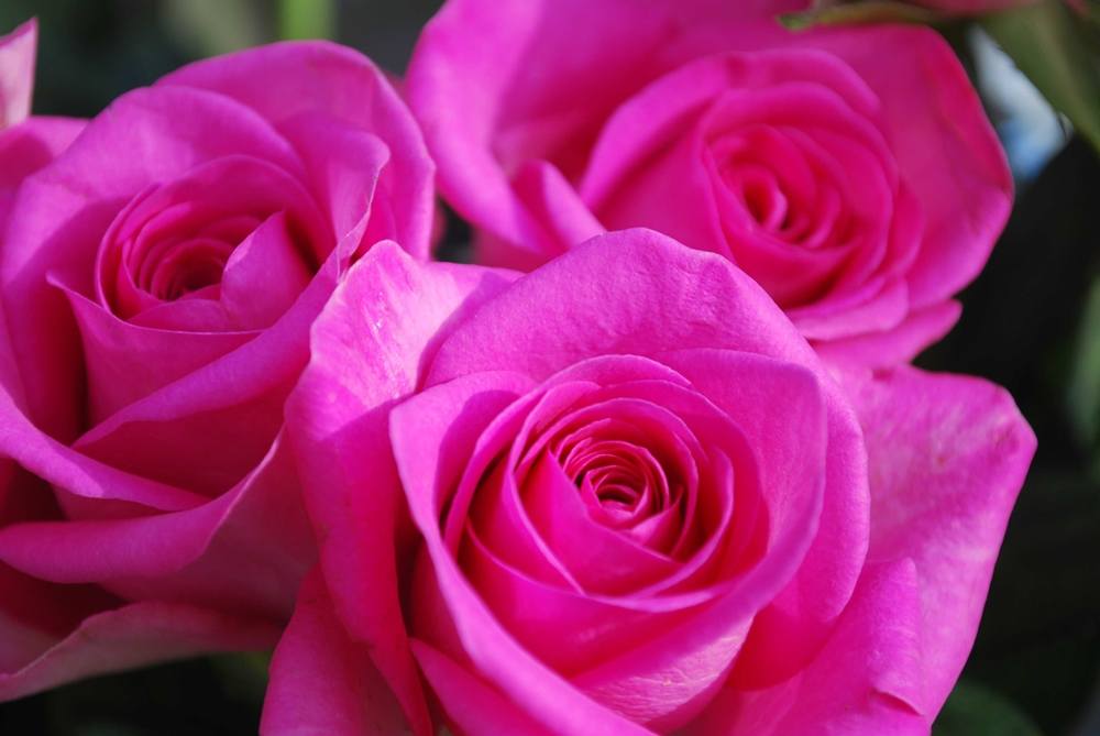 ภาพดอกไม้สวยๆ HD-3D-Wallpapers-Backgrounds (Flower)ภาพพื้นหลัง พักหน้าจอ No.4