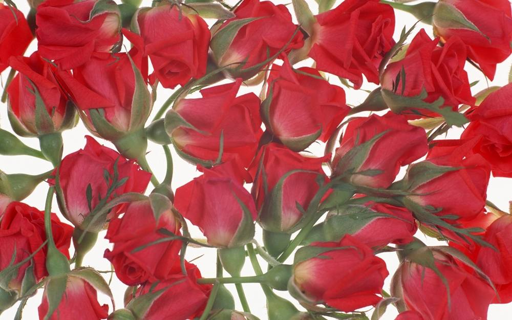 ภาพดอกไม้สวยๆ HD-3D-Wallpapers-Backgrounds (Flower)ภาพพื้นหลัง พักหน้าจอ No.4