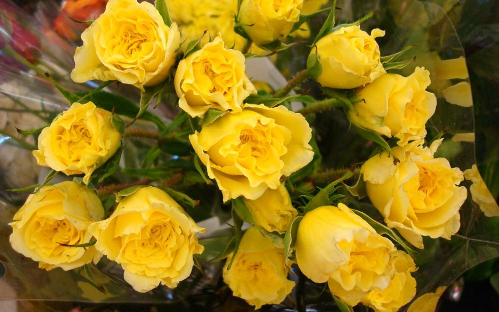ภาพดอกไม้สวยๆ HD-3D-Wallpapers-Backgrounds (Flower)ภาพพื้นหลัง พักหน้าจอ No.4