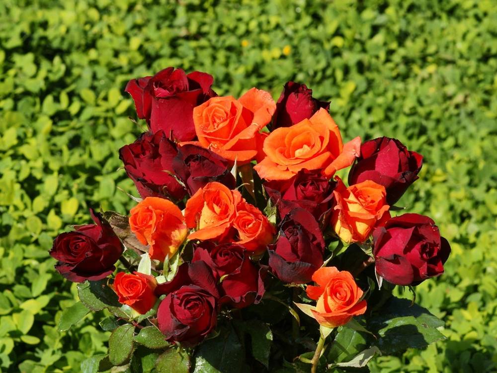 ภาพดอกไม้สวยๆ HD-3D-Wallpapers-Backgrounds (Flower)ภาพพื้นหลัง พักหน้าจอ No.4