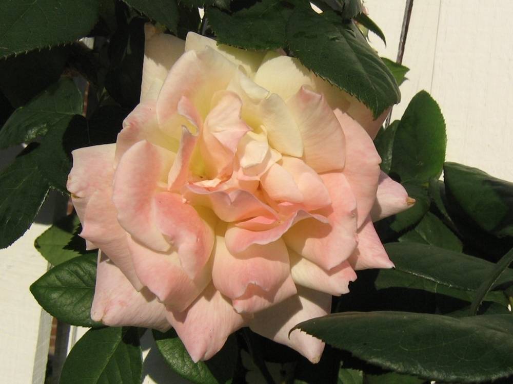 ภาพดอกไม้สวยๆ HD-3D-Wallpapers-Backgrounds (Flower)ภาพพื้นหลัง พักหน้าจอ No.4