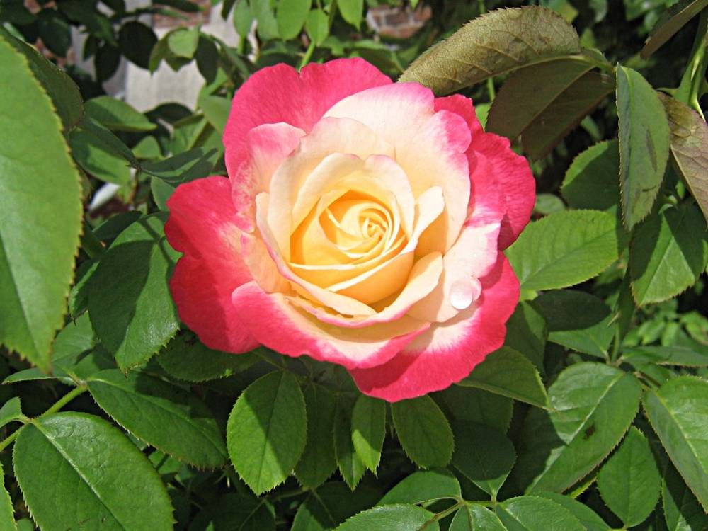 ภาพดอกไม้สวยๆ HD-3D-Wallpapers-Backgrounds (Flower)ภาพพื้นหลัง พักหน้าจอ No.4