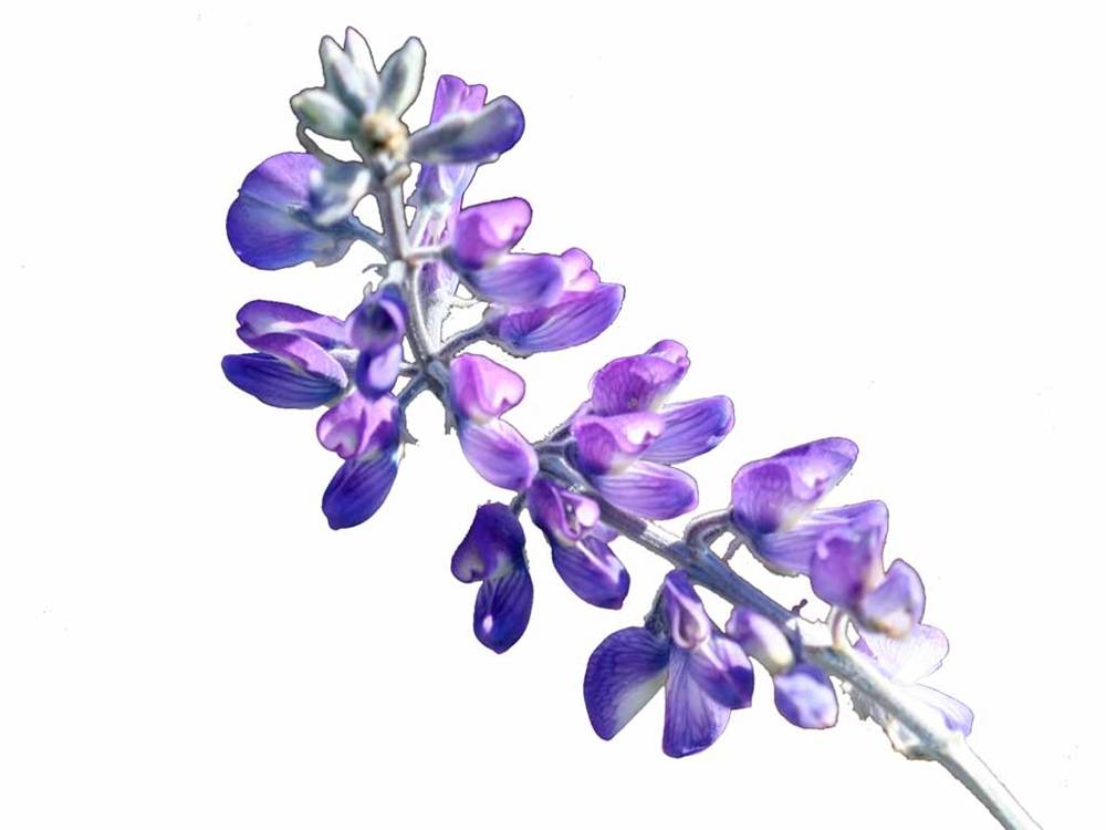 ภาพดอกไม้สวยๆ HD-3D-Wallpapers-Backgrounds (Flower)ภาพพื้นหลัง พักหน้าจอ No.4