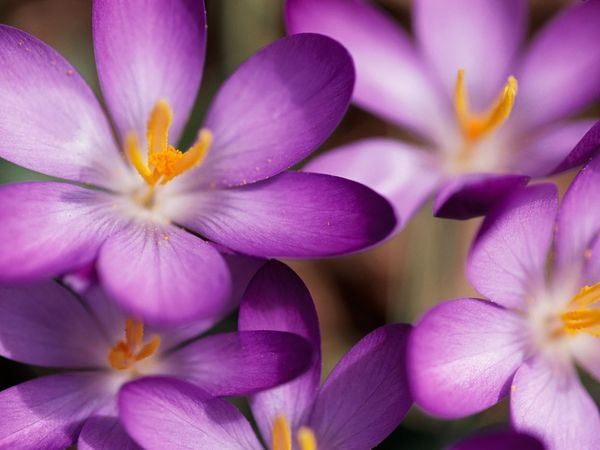ภาพดอกไม้สวยๆ HD-3D-Wallpapers-Backgrounds (Flower)ภาพพื้นหลัง พักหน้าจอ No.5