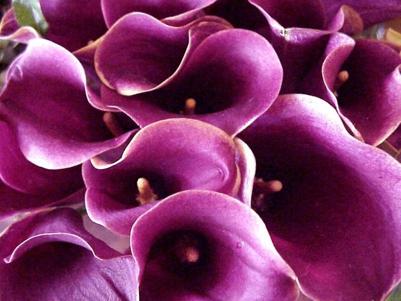 ภาพดอกไม้สวยๆ HD-3D-Wallpapers-Backgrounds (Flower)ภาพพื้นหลัง พักหน้าจอ No.5