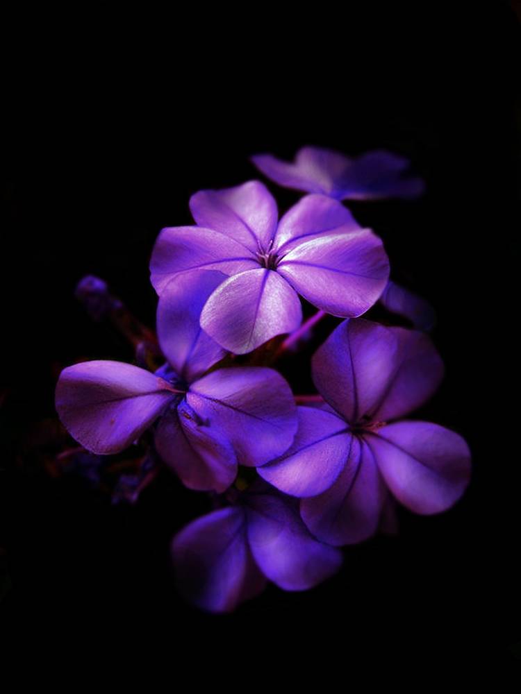 ภาพดอกไม้สวยๆ HD-3D-Wallpapers-Backgrounds (Flower)ภาพพื้นหลัง พักหน้าจอ No.5