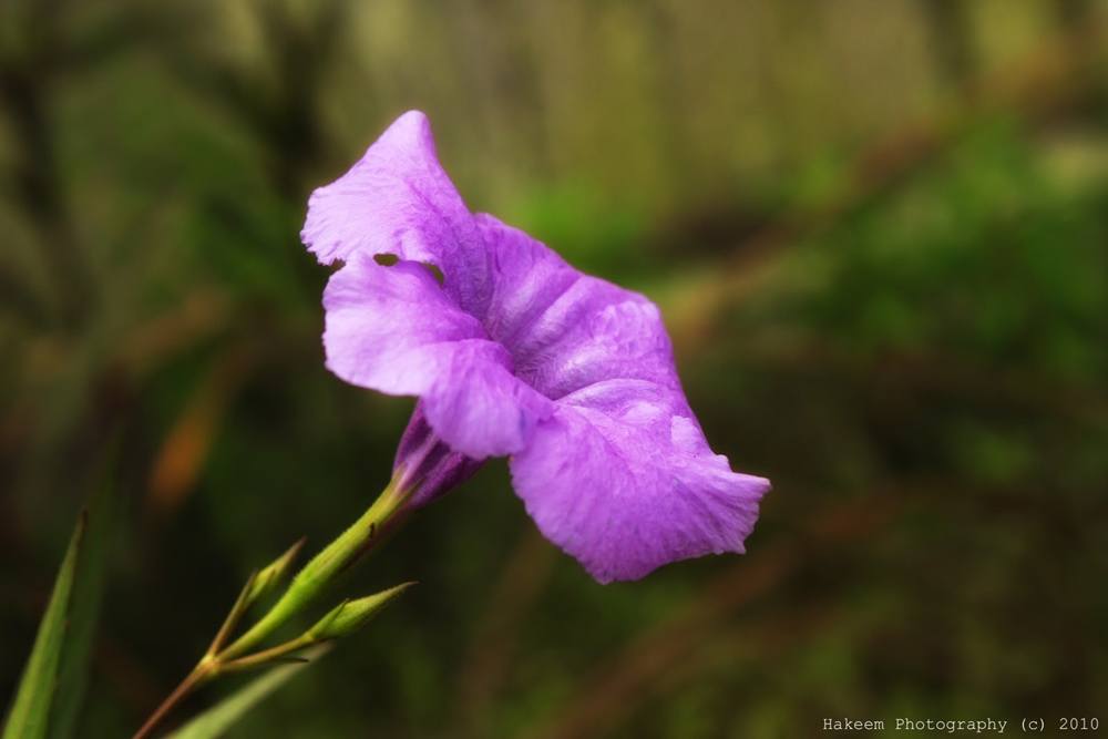 ภาพดอกไม้สวยๆ HD-3D-Wallpapers-Backgrounds (Flower)ภาพพื้นหลัง พักหน้าจอ No.5