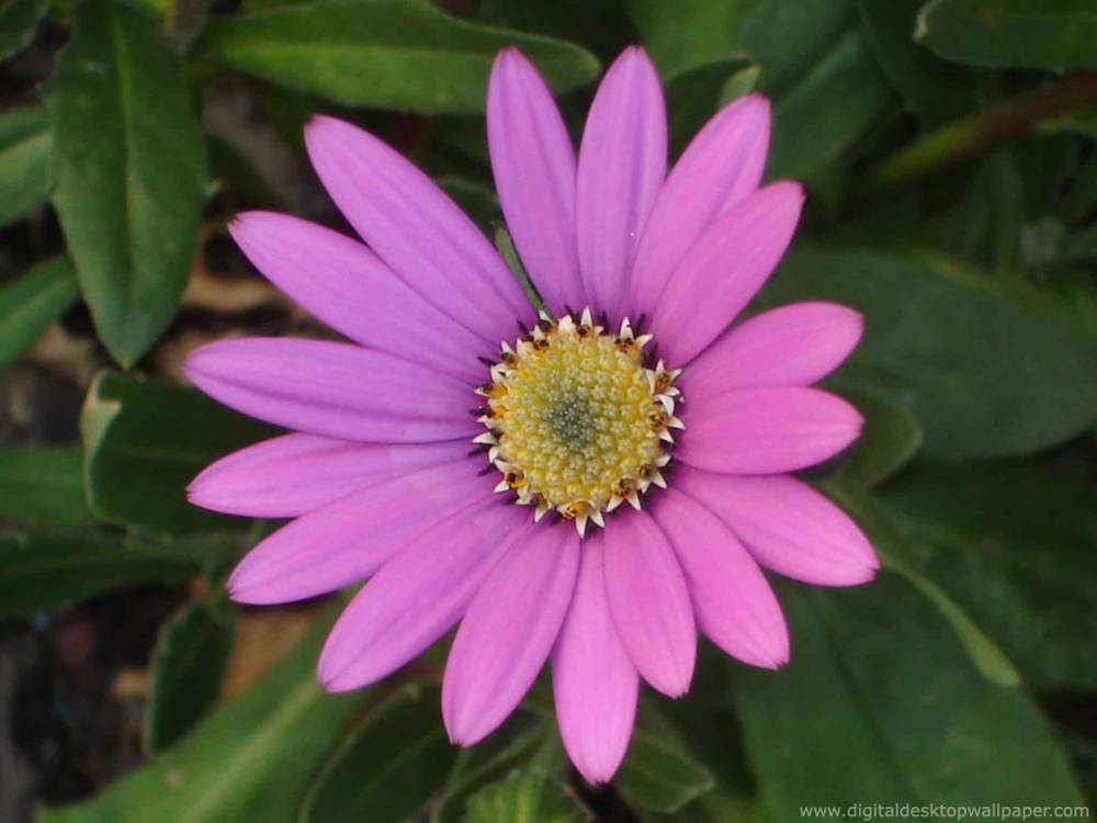 ภาพดอกไม้สวยๆ HD-3D-Wallpapers-Backgrounds (Flower)ภาพพื้นหลัง พักหน้าจอ No.5