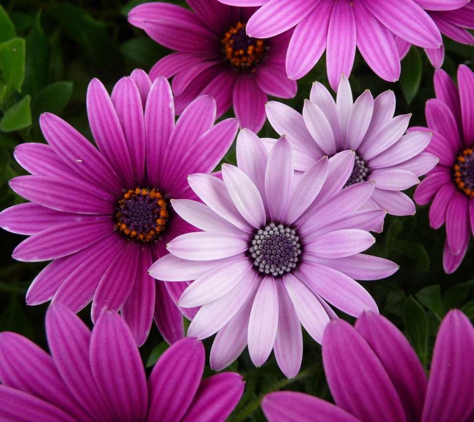 ภาพดอกไม้สวยๆ HD-3D-Wallpapers-Backgrounds (Flower)ภาพพื้นหลัง พักหน้าจอ No.5