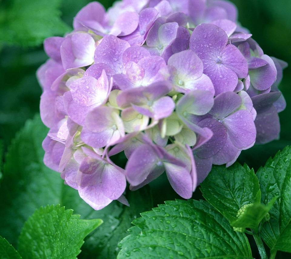 ภาพดอกไม้สวยๆ HD-3D-Wallpapers-Backgrounds (Flower)ภาพพื้นหลัง พักหน้าจอ No.5