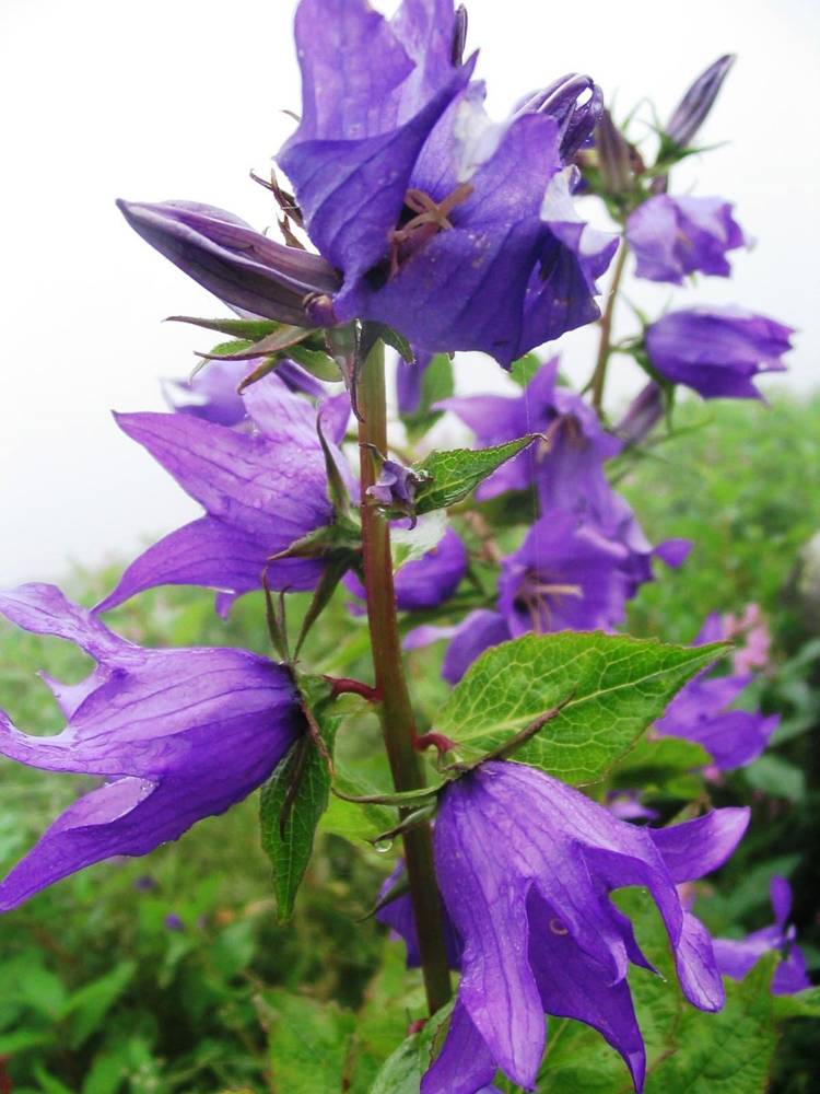 ภาพดอกไม้สวยๆ HD-3D-Wallpapers-Backgrounds (Flower)ภาพพื้นหลัง พักหน้าจอ No.5
