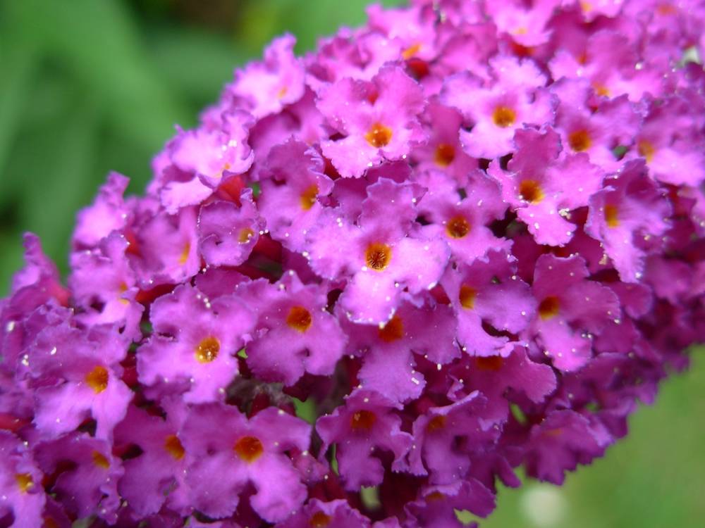ภาพดอกไม้สวยๆ HD-3D-Wallpapers-Backgrounds (Flower)ภาพพื้นหลัง พักหน้าจอ No.5