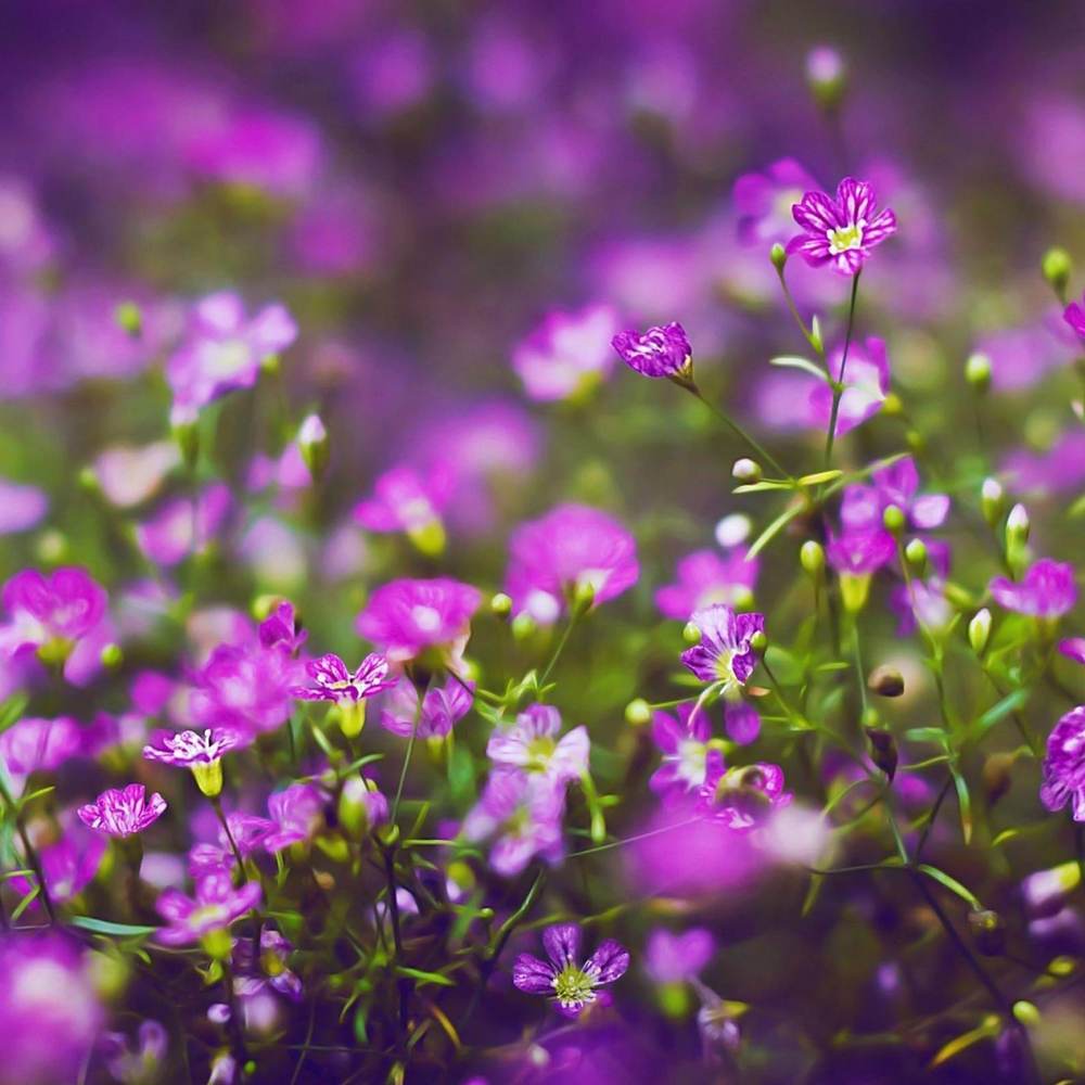 ภาพดอกไม้สวยๆ HD-3D-Wallpapers-Backgrounds (Flower)ภาพพื้นหลัง พักหน้าจอ No.5