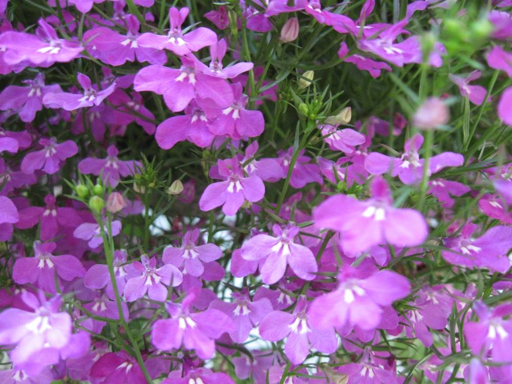 ภาพดอกไม้สวยๆ HD-3D-Wallpapers-Backgrounds (Flower)ภาพพื้นหลัง พักหน้าจอ No.5