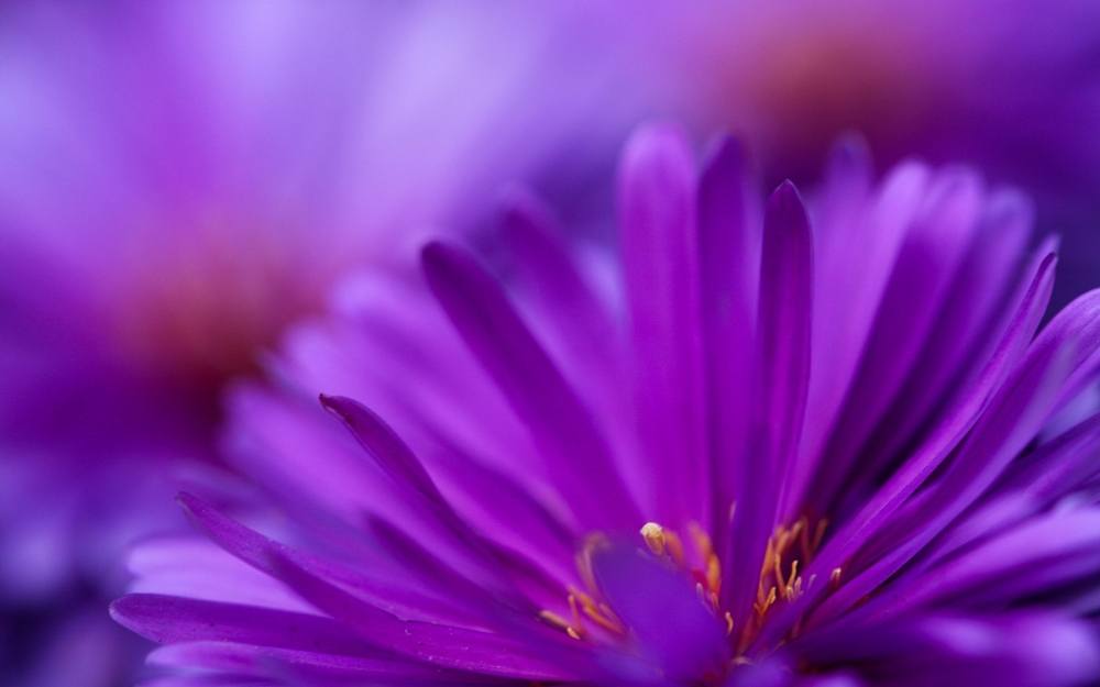 ภาพดอกไม้สวยๆ HD-3D-Wallpapers-Backgrounds (Flower)ภาพพื้นหลัง พักหน้าจอ No.5