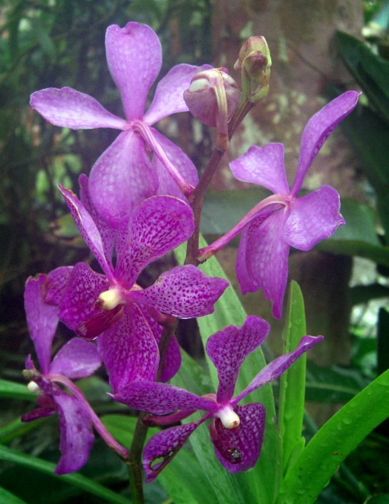 ภาพดอกไม้สวยๆ HD-3D-Wallpapers-Backgrounds (Flower)ภาพพื้นหลัง พักหน้าจอ No.5