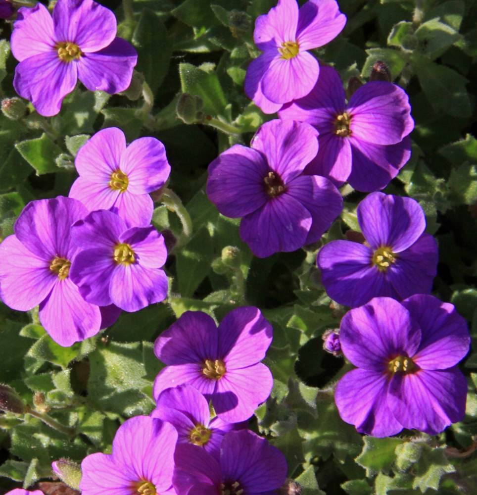 ภาพดอกไม้สวยๆ HD-3D-Wallpapers-Backgrounds (Flower)ภาพพื้นหลัง พักหน้าจอ No.5