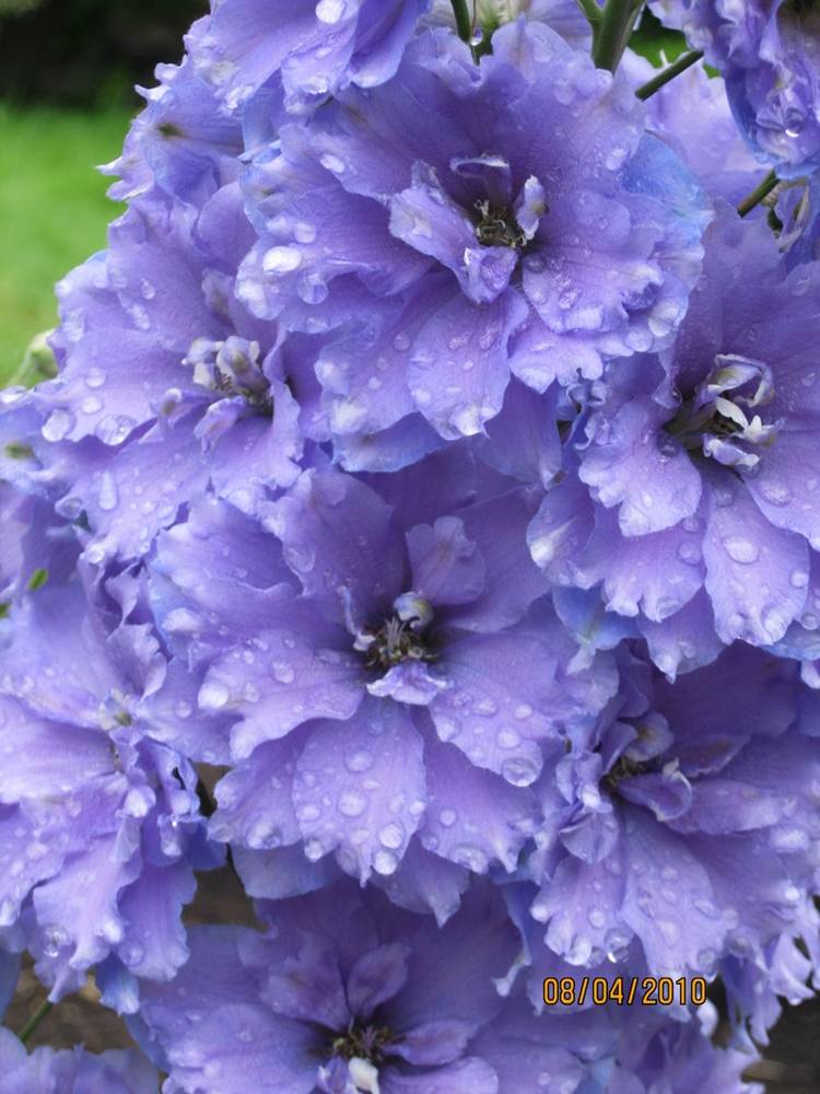 ภาพดอกไม้สวยๆ HD-3D-Wallpapers-Backgrounds (Flower)ภาพพื้นหลัง พักหน้าจอ No.5
