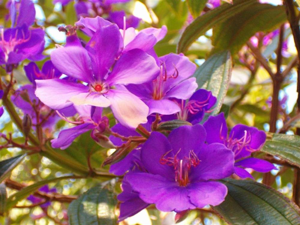 ภาพดอกไม้สวยๆ HD-3D-Wallpapers-Backgrounds (Flower)ภาพพื้นหลัง พักหน้าจอ No.5