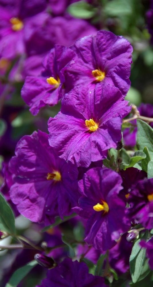 ภาพดอกไม้สวยๆ HD-3D-Wallpapers-Backgrounds (Flower)ภาพพื้นหลัง พักหน้าจอ No.5