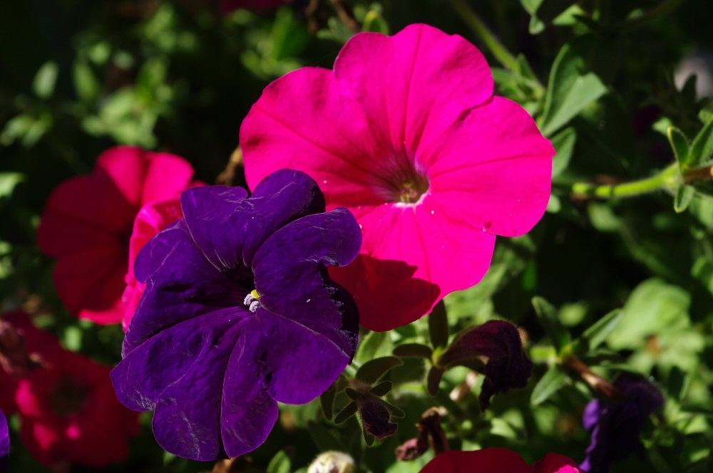ภาพดอกไม้สวยๆ HD-3D-Wallpapers-Backgrounds (Flower)ภาพพื้นหลัง พักหน้าจอ No.5