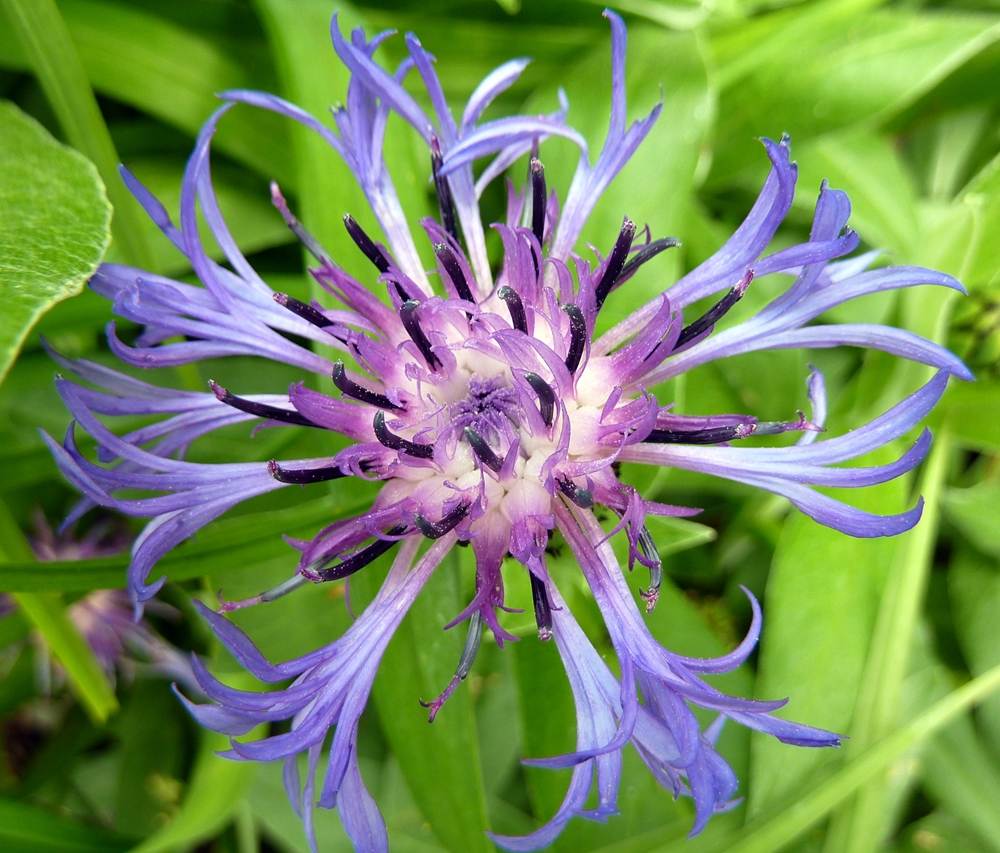 ภาพดอกไม้สวยๆ HD-3D-Wallpapers-Backgrounds (Flower)ภาพพื้นหลัง พักหน้าจอ No.5