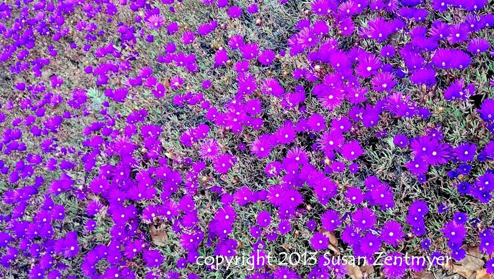 ภาพดอกไม้สวยๆ HD-3D-Wallpapers-Backgrounds (Flower)ภาพพื้นหลัง พักหน้าจอ No.5