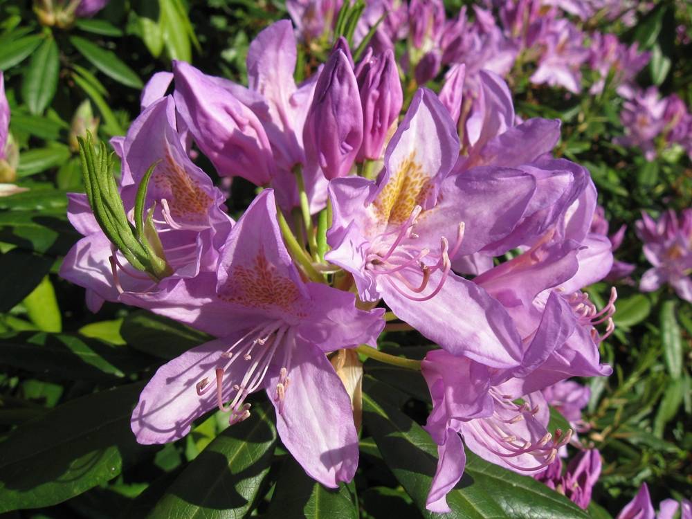 ภาพดอกไม้สวยๆ HD-3D-Wallpapers-Backgrounds (Flower)ภาพพื้นหลัง พักหน้าจอ No.5
