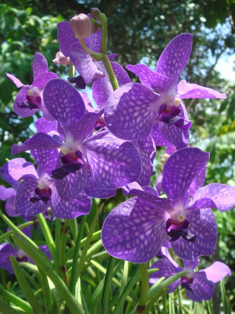 ภาพดอกไม้สวยๆ HD-3D-Wallpapers-Backgrounds (Flower)ภาพพื้นหลัง พักหน้าจอ No.5