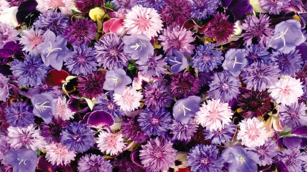 ภาพดอกไม้สวยๆ HD-3D-Wallpapers-Backgrounds (Flower)ภาพพื้นหลัง พักหน้าจอ No.5